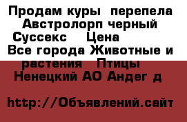 Продам куры, перепела. Австролорп черный. Суссекс. › Цена ­ 1 500 - Все города Животные и растения » Птицы   . Ненецкий АО,Андег д.